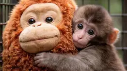 Punch, el monito viral que conquistó internet cumple un año: así cambió su vida