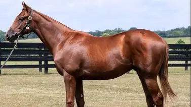Hijo de Gun Runner en Cavorting que costó $1.5 millones debuta en Saratoga Hijo de Gun Runner en Cavorting que costó $1.5 millones debuta en Saratoga