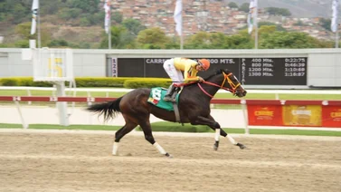 Esta yegua reaparece y puede ser favorita en una de las selectivas de este domingo en la Rinconada