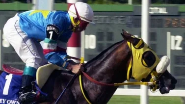 ¿Es My Own Business el mejor caballo de la historia hípica de Venezuela?