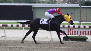 Este domingo debuta un hijo de esta yegua ganadora selectiva en La Rinconada
