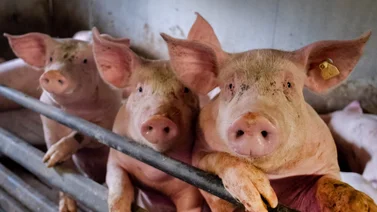OMS reporta primer caso de gripe porcina en humanos en el 2023(+ Detalles)