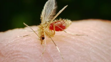 Autoridades reportan casos de Leishmaniasis en el país (+ Detalles)