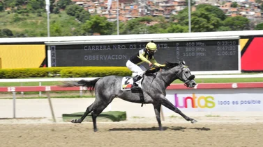 ¿Quieres saber el ajuste de este pupilo de Fernando Parilli Tota para el 5y6 dominical en La Rinconada? Aquí te lo mencionamos