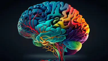 ¿Cómo podemos estimular la neurogénesis y neuroplasticidad cerebral? ¿Cómo podemos estimular la neurogénesis y neuroplasticidad cerebral?