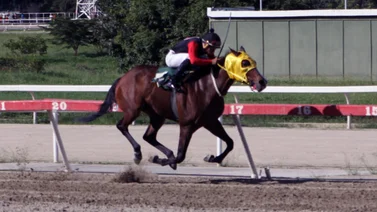 Una hija de esta yegua venezolana ganadora clásica será subastada en Keeneland