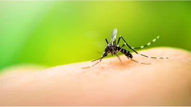 Campaña Nacional para la prevención del dengue 