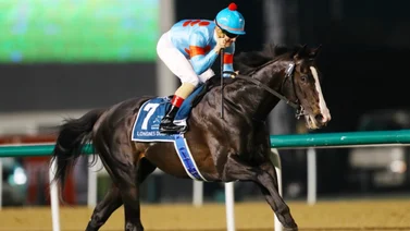 Mira aquí cuál es el mejor caballo del mundo según este ranking
