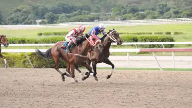 Yegua que no es favorita ajusta bien y pudiera ser la sorpresa del ciclo de las no válidas en La Rinconada Yegua que no es favorita ajusta bien y pudiera ser la sorpresa del ciclo de las no válidas en La Rinconada