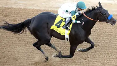 Tres yeguas excepcionales se enfrentan en Estados Unidos ¿Cuál es la mejor? Tres yeguas excepcionales se enfrentan en Estados Unidos ¿Cuál es la mejor?