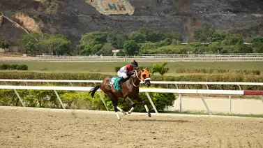 Así ajusta este caballo que podría ser una de las líneas del cuadro del 5y6 en La Rinconada Así ajusta este caballo que podría ser una de las líneas del cuadro del 5y6 en La Rinconada