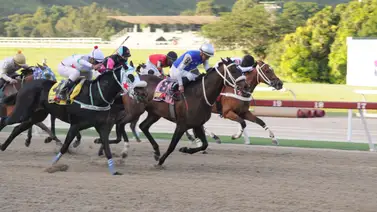Así ajustó esta yegua que puede ser el “gallo tapao” del 5y6 nacional en La Rinconada Así ajustó esta yegua que puede ser el “gallo tapao” del 5y6 nacional en La Rinconada