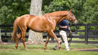 Semental que tiene un hijo en Venezuela es exaltado al Salón de la Fama de Estados Unidos Semental que tiene un hijo en Venezuela es exaltado al Salón de la Fama de Estados Unidos