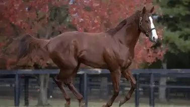 Ultimo triple coronado de Estados Unidos es exaltado al Salón de la Fama Ultimo triple coronado de Estados Unidos es exaltado al Salón de la Fama