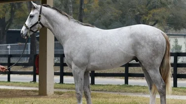 Hijo de Tapit de $1.200.000 voló en traqueos y corre esta semana en Estados Unidos