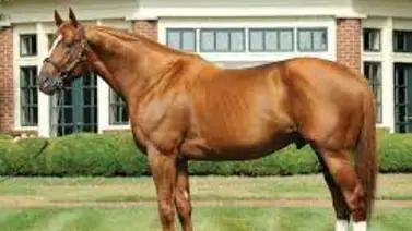 Haras chileno venden dos ejemplares por 3.4 millones de dólares en la subasta de Saratoga Haras chileno venden dos ejemplares por 3.4 millones de dólares en la subasta de Saratoga