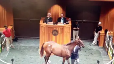 Hija de Curlin es vendida en $1.900.000 y es la más cara de las subastas de Saratoga Hija de Curlin es vendida en $1.900.000 y es la más cara de las subastas de Saratoga