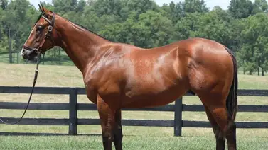 Vendido en $2.400.000 potro hijo de Into Mischief en Saratoga Vendido en $2.400.000 potro hijo de Into Mischief en Saratoga