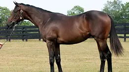 Mas de $7.000.000 en 6 potros recibirá el establo de Bob Baffert