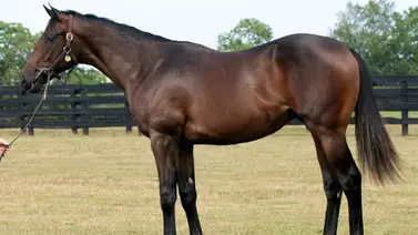 Mas de $7.000.000 en 6 potros recibirá el establo de Bob Baffert Mas de $7.000.000 en 6 potros recibirá el establo de Bob Baffert