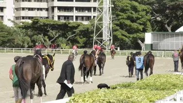 Retirado este ejemplar que estaba inscrito para participar en la primera válida del 5y6 en La Rinconada Retirado este ejemplar que estaba inscrito para participar en la primera válida del 5y6 en La Rinconada