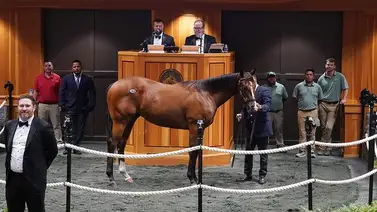 Hijos de Gun Runner entre los más caros en las subastas de Saratoga Hijos de Gun Runner entre los más caros en las subastas de Saratoga