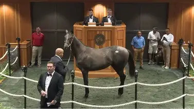 Vendido en $1.900.000 el potro de Gun Runner en Saratoga Vendido en $1.900.000 el potro de Gun Runner en Saratoga