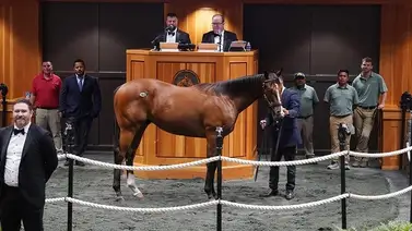 Hija de Gun Runner es una de las más caras al ser vendida por 1.500.000 en Saratoga Hija de Gun Runner es una de las más caras al ser vendida por 1.500.000 en Saratoga