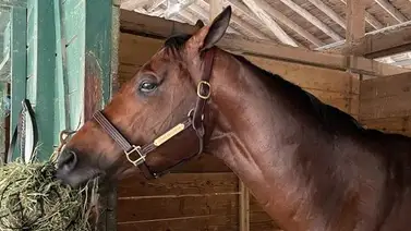 El caballo que ha generado más dinero en el mundo este año se prepara para su regreso El caballo que ha generado más dinero en el mundo este año se prepara para su regreso
