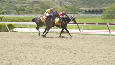 Ganadora de Grado I en La Rinconada está preñada de un hijo de semental doble coronado de Inglaterra Ganadora de Grado I en La Rinconada está preñada de un hijo de semental doble coronado de Inglaterra