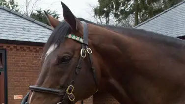 Este es el semental que más rápido llegó en el siglo en tener 100 ganadores de grado Este es el semental que más rápido llegó en el siglo en tener 100 ganadores de grado