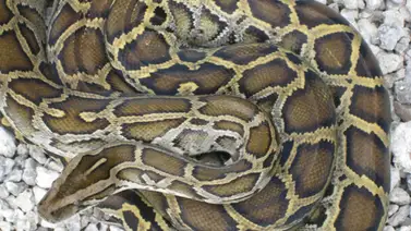 EEUU: Florida declara la guerra a gigantescos reptiles invasores EEUU: Florida declara la guerra a gigantescos reptiles invasores