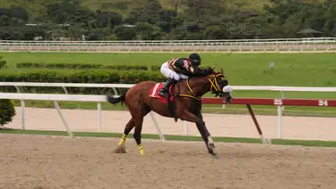 Caballo que fue capaz de ganar por nueve cuerpos reaparece este domingo en La Rinconada Caballo que fue capaz de ganar por nueve cuerpos reaparece este domingo en La Rinconada