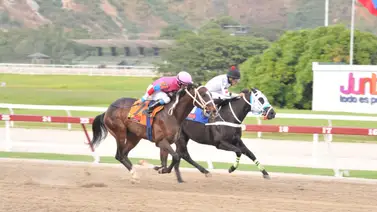 Caballo que puede sorprender reaparece el domingo en la reunión 31 Caballo que puede sorprender reaparece el domingo en la reunión 31