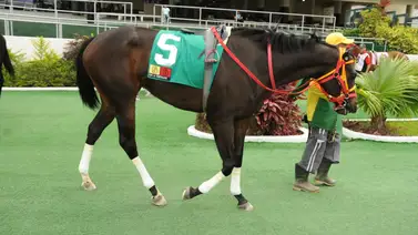 Muere yegua que iba a participar en la reunión 31 de La Rinconada Muere yegua que iba a participar en la reunión 31 de La Rinconada