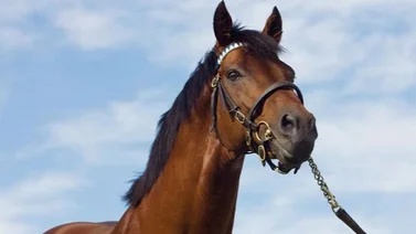 Hija y nieta materna de dos de los mejores sementales del planeta debuta en Saratoga