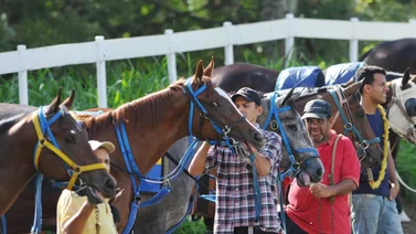 Favoritos de la cátedra para el 5y6 Nacional de la reunión N°31 en el hipódromo La Rinconada