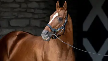 Hija de Curlin hermana completa de Good Magic busca su primera victoria en Estados Unidos Hija de Curlin hermana completa de Good Magic busca su primera victoria en Estados Unidos