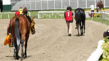 Retirada una de las fijas de las no válidas de la reunión dominical en La Rinconada Retirada una de las fijas de las no válidas de la reunión dominical en La Rinconada