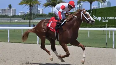 Emisael Jaramillo gana y abre la semana en Gulfstream Park con buen dividendo Emisael Jaramillo gana y abre la semana en Gulfstream Park con buen dividendo