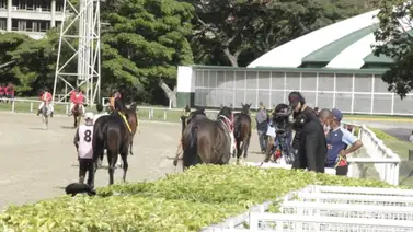 Retirado uno de los dos inscritos de este Stud en la Tercera Válida del 5 y 6 en La Rinconada Retirado uno de los dos inscritos de este Stud en la Tercera Válida del 5 y 6 en La Rinconada