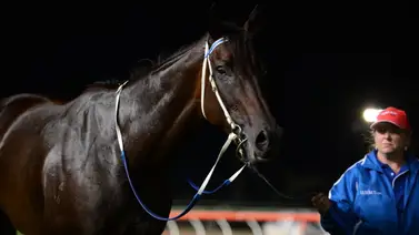 Sacrificada yegua campeona internacional invicta en 25 actuaciones Sacrificada yegua campeona internacional invicta en 25 actuaciones