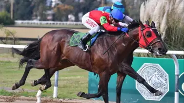 Importante stud venezolano anuncia la llegada de ejemplares importados para correr en Venezuela Importante stud venezolano anuncia la llegada de ejemplares importados para correr en Venezuela