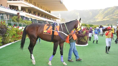 Hace su estreno hijo del semental King Seraf este domingo en La Rinconada