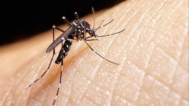 Virus Oropouche: qué sabemos de la nueva enfermedad que tiene en alerta a las autoridades de la región