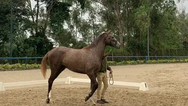 Debuta la yegua más costosa de la subasta de Unicria de 2023 Debuta la yegua más costosa de la subasta de Unicria de 2023