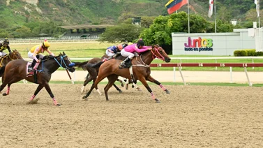 Mira el ajuste de esta yegua que puede sorprender en el Clásico de los Sprinters de este domingo en la Rinconada