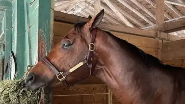 Jockey venezolano supera a Irad Ortiz Jr. según este prestigioso ranking Jockey venezolano supera a Irad Ortiz Jr. según este prestigioso ranking