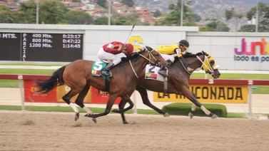 Como trabajó esta yegua puede ser la gran sorpresa de la Gala Hípica de Caracas