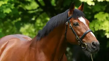 Semental que en su momento fue más caro que Messi y Cristiano llegó a este impresionante récord Semental que en su momento fue más caro que Messi y Cristiano llegó a este impresionante récord